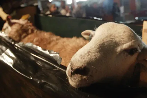 moutons aïd 1280 THOMAS COEX / AFP