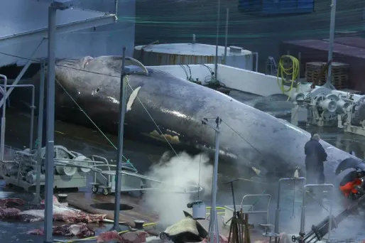 Baleine hybride harponnée 1280