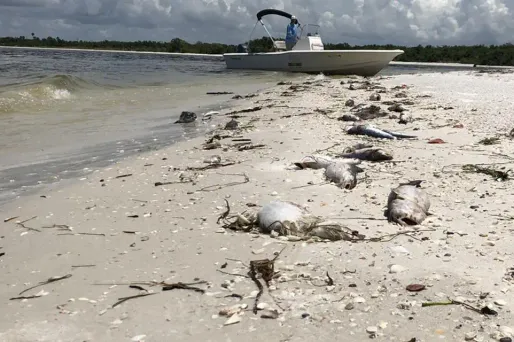 Plus de cent tonnes d'animaux marins ont été ramassées sur des plages désertes depuis août.