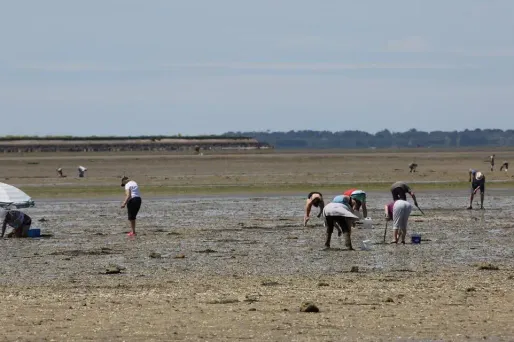 La pêche de coquillage est interdite "jusqu'au rétablissement d'une situation sanitaire satisfaisante", annoncent les autorités (image d'illustration).