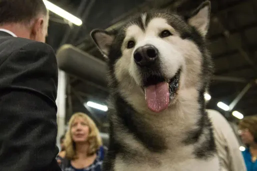 C'est un malamute d'Alaska comme celui-ci qui a été retrouvé en Charente-Maritime après sept mois de fuite.