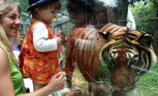 300.000 personnes visitent chaque année le parc animalier de Peaugres, d'une superficie de 80 hectares.