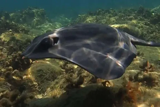 raie pastenague crédit : Capture d'écran Facebook Parc naturel marin du golfe du Lion - 1280