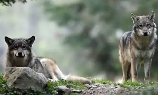 Plusieurs facteurs ont entraîné la hausse du nombre de loups en France ces dernières années, avec 430 individus estimés en France.