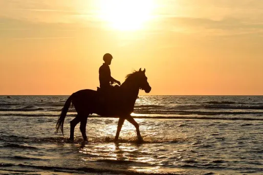 soleil cheval equitation 1280