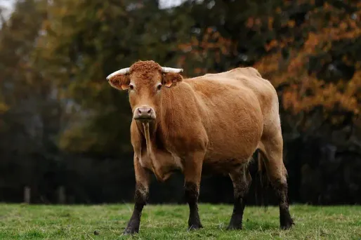 vache crédit : CHARLY TRIBALLEAU / AFP - 1280