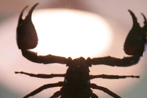 L'animal, qui a pu être maintenu sous une tasse, a été tué par les pompiers, puis saisi par les gendarmes. (Illustration)