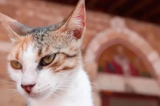 L'homme avait tué le chat de son voisin. Image d'illustration.