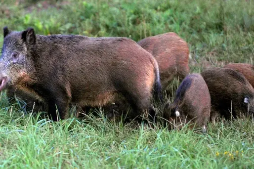 La contamination de la peste porcine africaine à l'homme n'est pas possible.