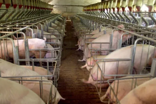 La semaine dernière, l'Agence des Nations unies pour l'agriculture et l'alimentation (FAO) avait déclaré que l'épidémie menaçait de s'étendre à d'autres pays. Image d'illustration.