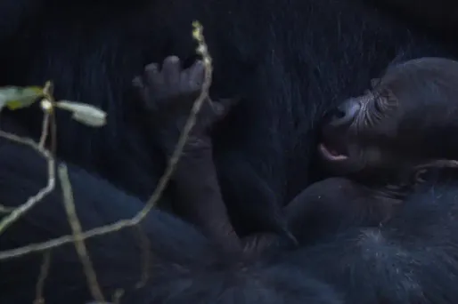 Il s'agit pour cette année de la première naissance de gorille en France.