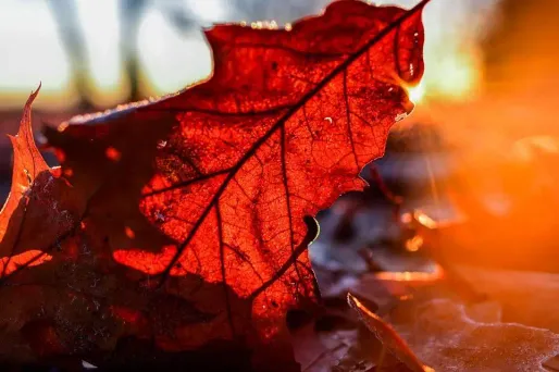 Le matin, de petites gelées sont attendues de la Franche-Comté à l'Alsace. (Photo d'illustration)