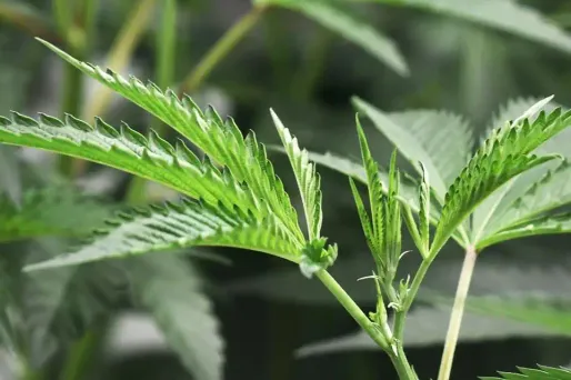 La majeure partie des pieds de cannabis était cultivée dans un champ de maïs.