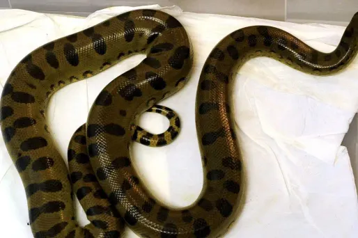 Le reptile mesure près de deux mètres. Image d'illustration.