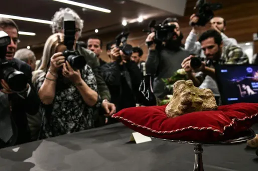 Chaque année depuis 88 ans, la ville d'Alba, dans le Piémont, organise une vente de truffe blanche aux enchères.