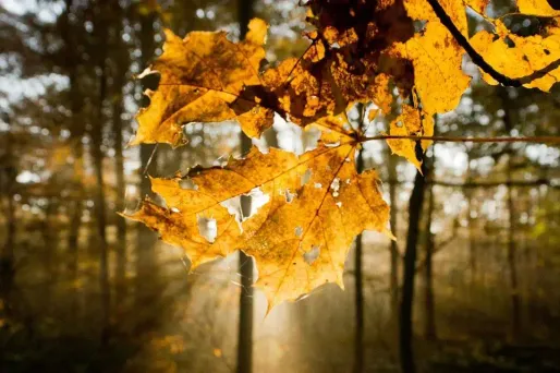 Le soleil va dominer sur la majeure partie du pays samedi.