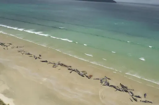 Les échouements de cétacés sont fréquents en Nouvelle-Zélande.