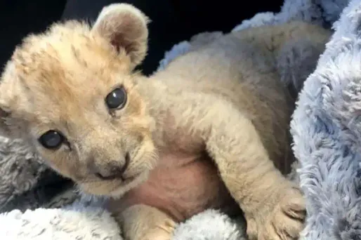 Le lionceau a été retrouvé dans une voiture sur les Champs-Élysées. (Photo d'illustration, ici un lionceau retrouvé à Marseille cet automne).