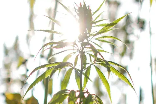 La loi précise que cette culture serait encadrée, et l'usage du cannabis limité à un usage médical et non récréatif.