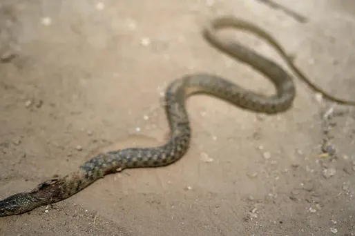 L'homme a décrit un serpent à tête triangulaire de couleur marron faisant penser à un grage, l'un des serpents les plus dangereux de Guyane.
