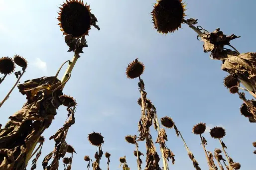 Selon l'Agence européenne de l'environnement, l'Europe du Sud pourrait connaître de plus en plus d'épisodes de sécheresse dans le futur.