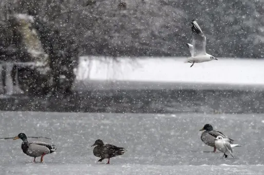 La Corse placée en alerte orange pour pluie-inondation