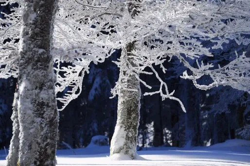 Des gelées sont attendues dimanche matin