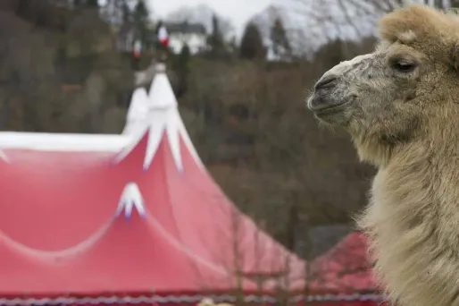 Le chameau s'était échappé d'un cirque (image d'illustration)