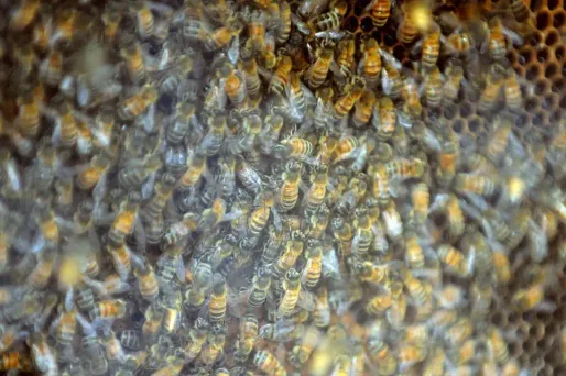 abeilles crédit : PASCAL GUYOT / AFP - 1280