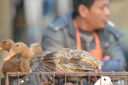 grippe aviaire, chine crédit : PETER PARKS / AFP - 1280