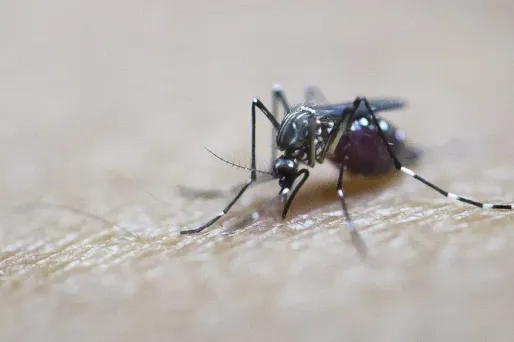 moustique dengue 1280