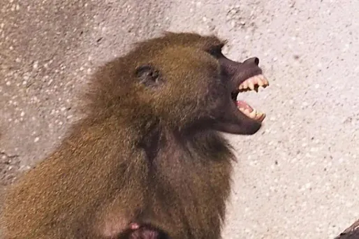 L'étude s'est concentrée sur 1.400 vocalisations de 15 babouins de Guinée.