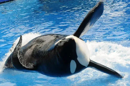 L'orque Tilikum a été rendu célèbre grâce au documentaire choc "Blackfish".