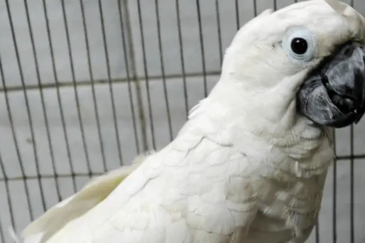 Cacatoes Perroquet