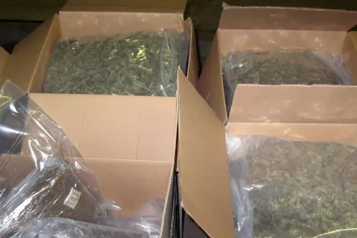 Les quatre hommes transportaient plusieurs centaines de cannabis (illustration).