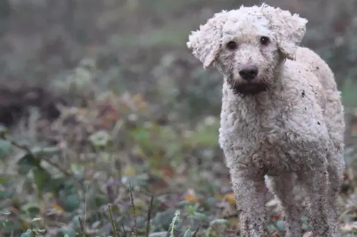 A Riom, les chiens déféquant en public feront risquer une amende à leur maître.