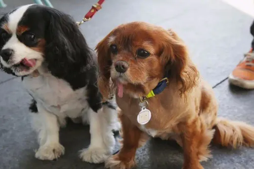 La puce électronique est la carte d'identité de l'animal.