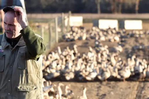 Gers : Hollande pour des indemnisations rapides pour la grippe aviaire