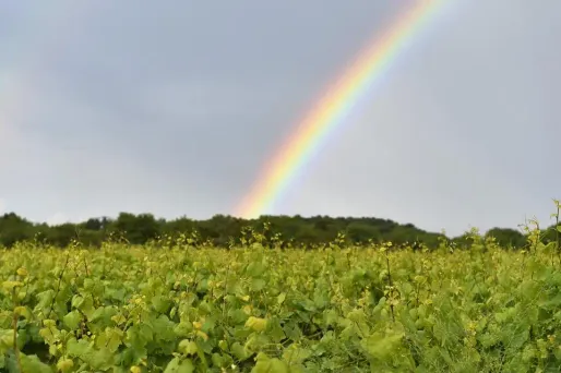 Du nord de la Seine au Nord-Est, la grisaille dominera vendredi.