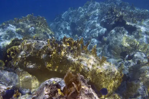 Les microparticules plastiques représentent une part importante de la "soupe plastique" qui encrasse les océans.