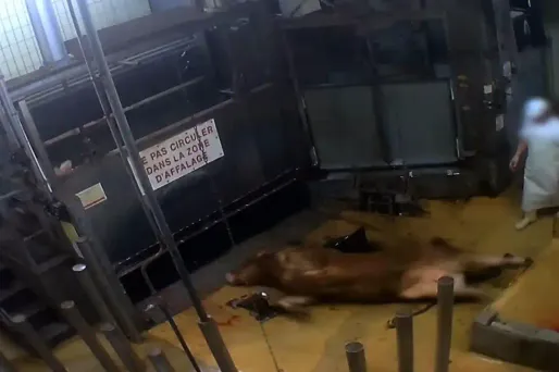 L'association L214 est coutumière des opérations médiatiques dénonçant les maltraitances que subissent les animaux dans les abattoirs.