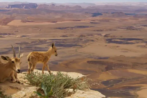 Planète animale, le documentaire animalier de France 2, a attiré 4,4 millions de téléspectateurs.