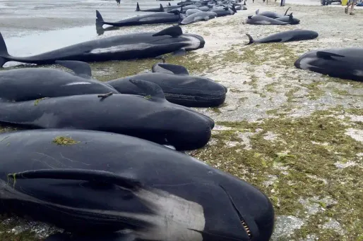 Nouvelle-Zélande : des volontaires tentent d'empêcher de nouveaux échouages de baleines