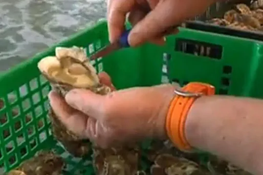 Saint-Valentin : dites "je t'aime" avec une huitre en coeur