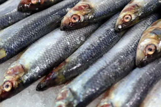 Les petits poissons comme les sardines devraient servir à nourrir les populations qui les pêchent