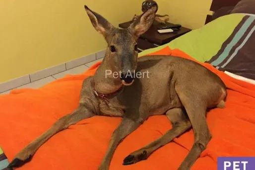 Bambi, chevreuil crédit : capture d'écran Pet Alert - 1280