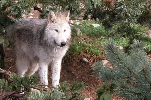 Une étude met en garde contre des abattages trop élevés des loups en France
