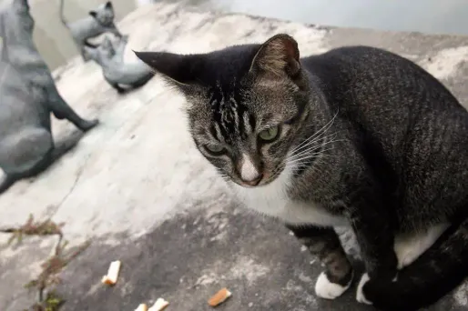 "T'as mangé des pigeons et des poules?", demande la voix d'un homme à l'adresse du chat terrifié.
