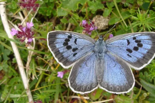 papillon, Grand Bleu, Maculinea Arion crédit : MARTIN WARREN / BUTTERFLY CONSERVATION / AFP - 1280