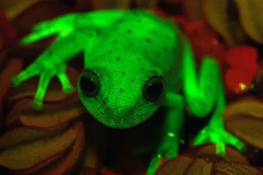 La grenouille fluorescente a été découverte dans les forêts d'Amérique du Sud.